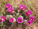 PICTURES/Deer Creek Trail/t_Hedgehog Cactus.JPG